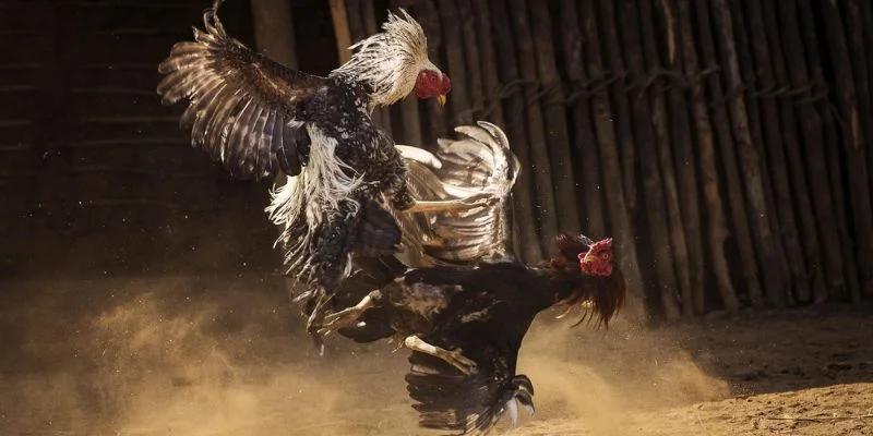 Ưu điểm khi tham gia gà đá chọi trực tuyến tại QQ88